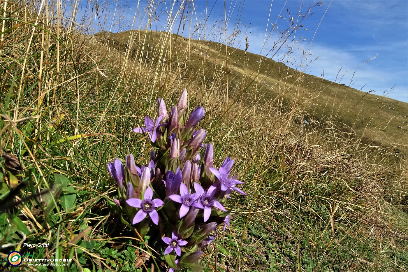 61 Gentiana anisodonta ramosa con vista in Cima di Piazzo.JPG